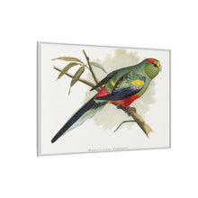 Many-Coloured Parrakeet (Psephotellus varius) colored wood-engraved plate by Alexander Francis Lydon