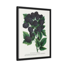 Wachusett Blackberry Lithograph | Vintage Botanical Wall Art