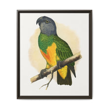 Senegal Parrot (Poicephalus senegalus) colored wood-engraved plate by Alexander Francis Lydon. - NOMADEN ART GALLERY