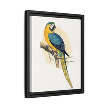 Blue and Yellow Macaw (Ara ararauna) colored wood-engraved plate by Alexander Francis Lydon - NOMADEN ART GALLERY