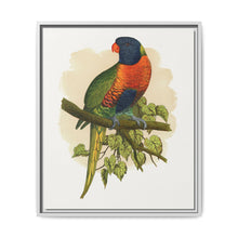 Blue Mountain Lory (Trichoglossus moluccanus) colored wood-engraved plate by Alexander Francis Lydon. - NOMADEN ART GALLERY