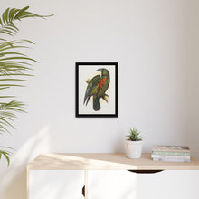 Mountain Parrot (Nestor notabilis) colored wood-engraved plate by Alexander Francis Lydon