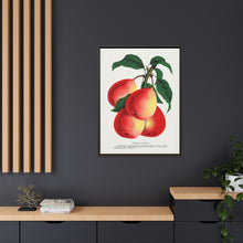 Vermont Beauty pear lithograph. Digitally enhanced from our own original 1900 edition plates of Botanical Specimen published by Rochester Lithographing