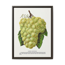 Green Mountain grape lithograph. Digitally enhanced from our own original 1900 edition plates of Botanical Specimen published by Rochester Lithographing - NOMADEN ART GALLERY