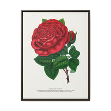 Red rose, American Beauty lithograph. Digitally enhanced from our own original 1900 edition plates of Botanical Specimen published by Rochester Lithographing - NOMADEN ART GALLERY