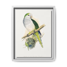 Quaker or Grey-breasted Parrakeet (Myiopsitta monachus) colored wood-engraved plate by Alexander Francis Lydon - NOMADEN ART GALLERY