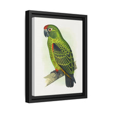 Jardine's Parrot (Poicephalus gulielmi gulielmi) colored wood-engraved plate by Alexander Francis Lydon. - NOMADEN ART GALLERY