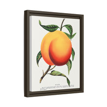 Foster peach lithograph. Digitally enhanced from our own original 1900 edition plates of Botanical Specimen published by Rochester Lithographing