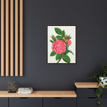 Pink rose, Salet Moss lithograph. Digitally enhanced from our own original 1900 edition plates of Botanical Specimen published by Rochester Lithographing