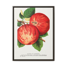 Duchess of Oldenburg apples lithograph from Botanical Specimen published by Rochester Lithographing - NOMADEN ART GALLERY