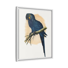 Hyacinthine Macaw (Anodorhynchus hyacinthinus) colored wood-engraved plate by Alexander Francis Lydon.