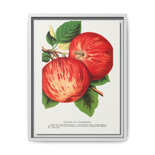 Duchess of Oldenburg apples lithograph from Botanical Specimen published by Rochester Lithographing - NOMADEN ART GALLERY