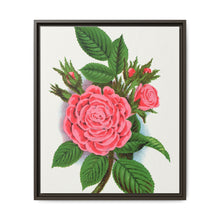 Pink rose, Salet Moss lithograph. Digitally enhanced from our own original 1900 edition plates of Botanical Specimen published by Rochester Lithographing - NOMADEN ART GALLERY