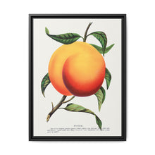 Foster peach lithograph. Digitally enhanced from our own original 1900 edition plates of Botanical Specimen published by Rochester Lithographing - NOMADEN ART GALLERY