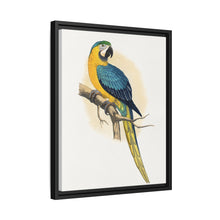 Blue and Yellow Macaw (Ara ararauna) colored wood-engraved plate by Alexander Francis Lydon