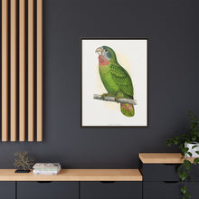 Jamaica Parrot (Amazona collaria) colored wood-engraved plate by Alexander Francis Lydon