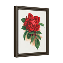 Red rose, Alfred Colomb lithograph. Digitally enhanced from our own original 1900 edition plates of Botanical Specimen published by Rochester Lithographing