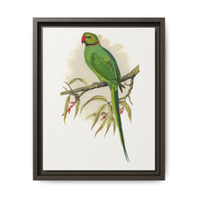 Ring-Necked or Bengal Parakeet (Psittacula columboides) colored wood-engraved plate by Alexander Francis Lydon - NOMADEN ART GALLERY