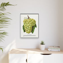 Green Mountain grape lithograph. Digitally enhanced from our own original 1900 edition plates of Botanical Specimen published by Rochester Lithographing