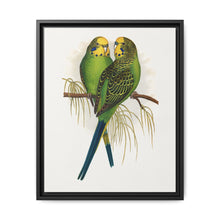 Budgerigar (Melopsittacus undulatus) colored wood-engraved plate by Alexander Francis Lydon - NOMADEN ART GALLERY