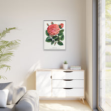 Pink rose, Glorie de Dijon lithograph. Digitally enhanced from our own original 1900 edition plates of Botanical Specimen published by Rochester Lithographing