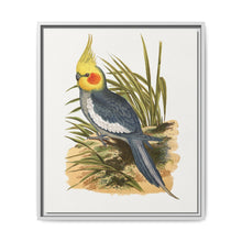 Cockatiel (Nymphicus hollandicus) colored wood-engraved plate by Alexander Francis Lydon - NOMADEN ART GALLERY
