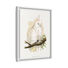 Goffin's Cockatoo (Cacatua goffiniana) colored wood-engraved plate by Alexander Francis Lydon.