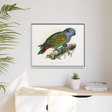 Red-Vented Parrot (Amazona martinicana) colored wood-engraved plate by Alexander Francis Lydon