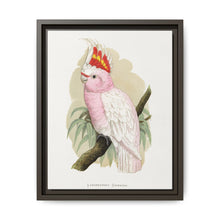 Leadbeater's Cockatoo (Lophochroa leadbeateri) colored wood-engraved plate by Alexander Francis Lydon - NOMADEN ART GALLERY