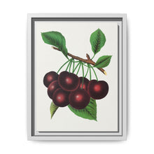 Black Tartarian cherry lithograph. Digitally enhanced from our own original 1900 edition plates of Botanical Specimen published by Rochester Lithographing - NOMADEN ART GALLERY