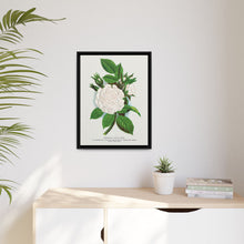 Rose, Perpetual White Moss lithograph. Digitally enhanced from our own original 1900 edition plates of Botanical Specimen published by Rochester Lithographing