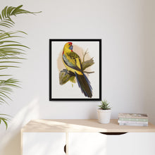 Lydon's Yellow-Rumped Parrakeet | Vintage Bird Wall Art Print