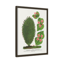Tartarian, Upright Honeysuckle bush lithograph. Digitally enhanced from our own original 1900 edition plates of Botanical Specimen published by Rochester Lithographing