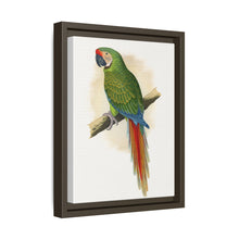 Soldatenara (Ara militaris) farbige Holzstichplatte von Alexander Francis Lydon