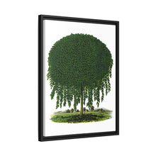 Kilmarnock Weeping Willow tree lithograph. Digitally enhanced from our own original 1900 edition plates of Botanical Specimen published by Rochester Lithographing