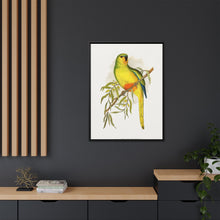 Orange-Bellied Parrakeet (Neophema chrysogaster) colored wood-engraved plate by Alexander Francis Lydon.