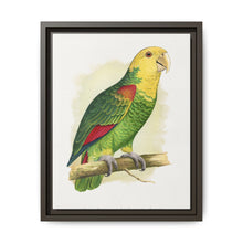 Double-Fronted or Le Vaillant's Amazon (Amazona oratrix) colored wood-engraved plate by Alexander Francis Lydon. - NOMADEN ART GALLERY