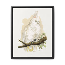 Goffin's Cockatoo (Cacatua goffiniana) colored wood-engraved plate by Alexander Francis Lydon. - NOMADEN ART GALLERY