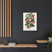 Prunus Triloba flower lithograph. Digitally enhanced from our own original 1900 edition plates of Botanical Specimen published by Rochester Lithographing