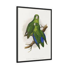 Passerine or Blue-winged Parrakeet (Psittacula columboides) colored wood-engraved plate by Alexander Francis Lydon