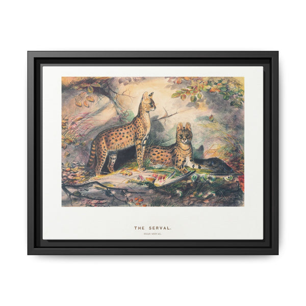 The Serval from Zoological sketches (1861-1867) by Joseph Wolf and Philip Lutley Sclater
