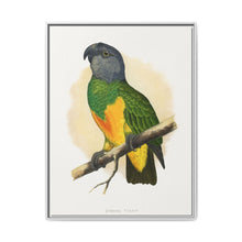 Senegal Parrot (Poicephalus senegalus) colored wood-engraved plate by Alexander Francis Lydon. - NOMADEN ART GALLERY