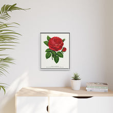 Red rose, General Jacquemont flower lithograph. Digitally enhanced from our own original 1900 edition plates of Botanical Specimen published by Rochester Lithographing
