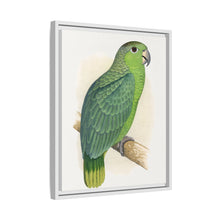 Mealy Amazon (Amazona farinosa) colored wood-engraved plate by Alexander Francis Lydon