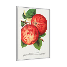 Duchess of Oldenburg apples lithograph from Botanical Specimen published by Rochester Lithographing