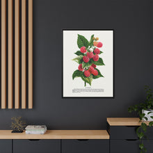 Cuthbert raspberry lithograph. Digitally enhanced from our own original 1900 edition plates of Botanical Specimen published by Rochester Lithographing