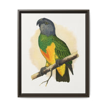 Senegal Parrot (Poicephalus senegalus) colored wood-engraved plate by Alexander Francis Lydon. - NOMADEN ART GALLERY