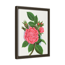 Pink rose, Salet Moss lithograph. Digitally enhanced from our own original 1900 edition plates of Botanical Specimen published by Rochester Lithographing