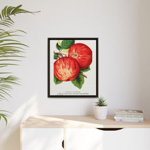 Duchess of Oldenburg apples lithograph from Botanical Specimen published by Rochester Lithographing