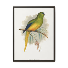 Elegant Parrakeet (Neophema elegans) colored wood-engraved plate by Alexander Francis Lydon - NOMADEN ART GALLERY